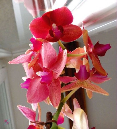 Orchidea