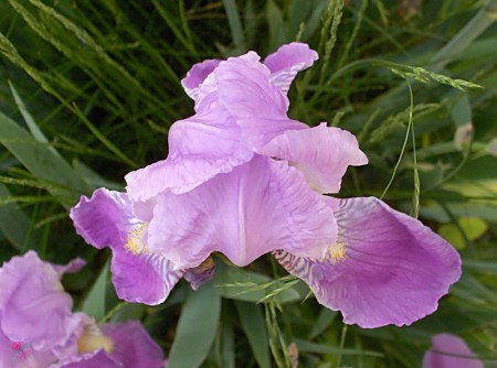 Liliom