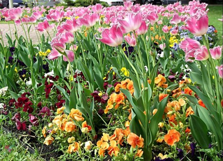 Tulipánok a téren