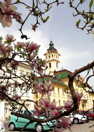 Tulipánfa & Városháza - Szeged
